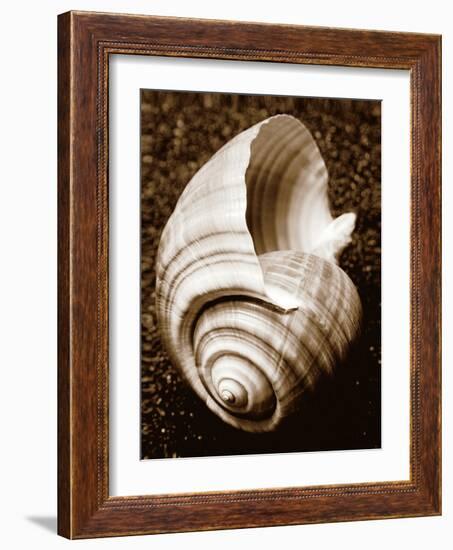 Sea Gallery IV-Boyce Watt-Framed Art Print