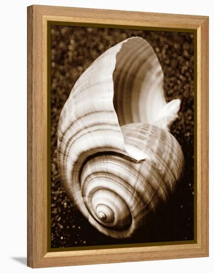 Sea Gallery IV-Boyce Watt-Framed Stretched Canvas