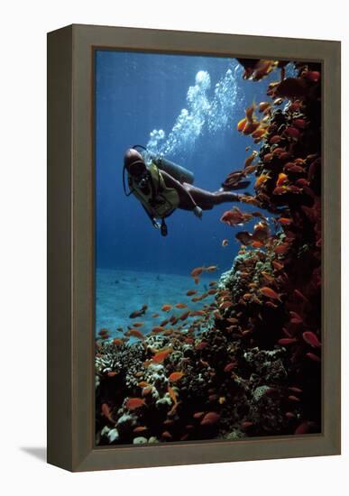 Sea Goldie Fish And a Scuba Diver-Peter Scoones-Framed Premier Image Canvas