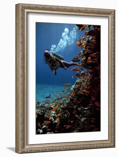 Sea Goldie Fish And a Scuba Diver-Peter Scoones-Framed Photographic Print