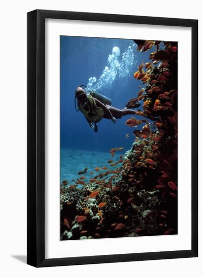 Sea Goldie Fish And a Scuba Diver-Peter Scoones-Framed Photographic Print