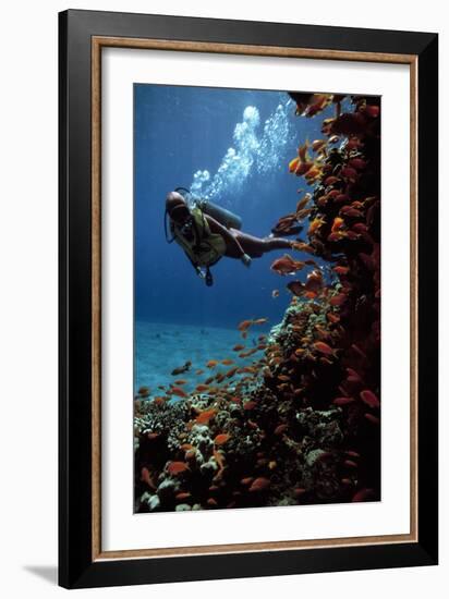 Sea Goldie Fish And a Scuba Diver-Peter Scoones-Framed Photographic Print