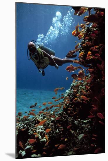 Sea Goldie Fish And a Scuba Diver-Peter Scoones-Mounted Photographic Print