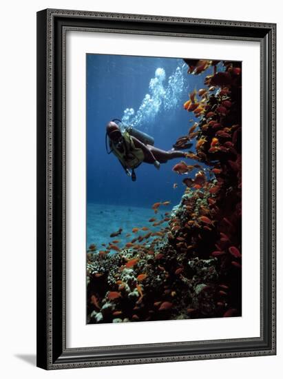 Sea Goldie Fish And a Scuba Diver-Peter Scoones-Framed Photographic Print