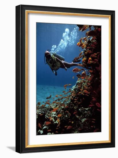 Sea Goldie Fish And a Scuba Diver-Peter Scoones-Framed Photographic Print