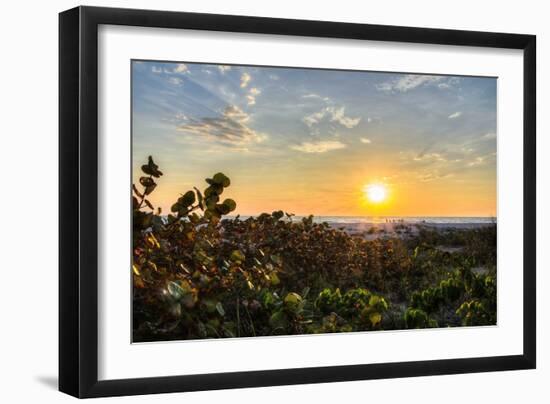 Sea Grapes at Sunset-Chuck Burdick-Framed Photographic Print