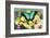 Sea Green Swallowtail Butterfly, Papilio Lorquinianus-Darrell Gulin-Framed Photographic Print