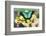 Sea Green Swallowtail Butterfly, Papilio Lorquinianus-Darrell Gulin-Framed Photographic Print