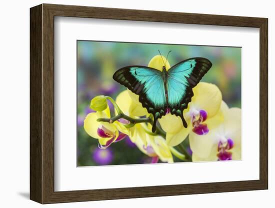 Sea Green Swallowtail Butterfly, Papilio Lorquinianus-Darrell Gulin-Framed Photographic Print