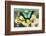 Sea Green Swallowtail Butterfly, Papilio Lorquinianus-Darrell Gulin-Framed Photographic Print