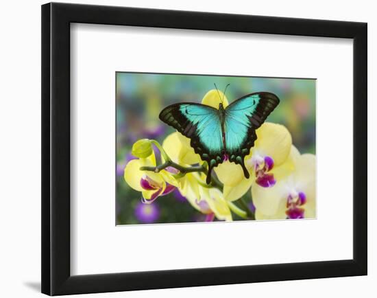 Sea Green Swallowtail Butterfly, Papilio Lorquinianus-Darrell Gulin-Framed Photographic Print