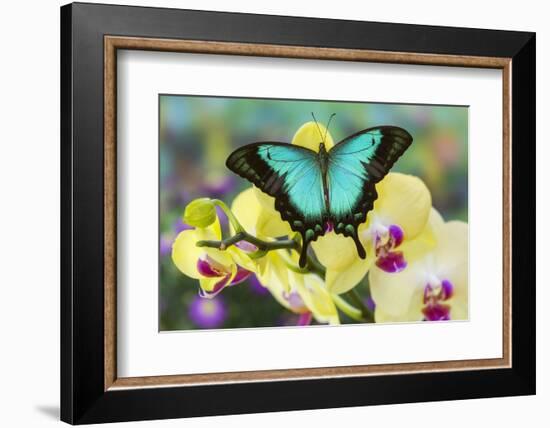 Sea Green Swallowtail Butterfly, Papilio Lorquinianus-Darrell Gulin-Framed Photographic Print