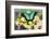 Sea Green Swallowtail Butterfly, Papilio Lorquinianus-Darrell Gulin-Framed Photographic Print