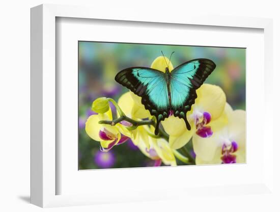 Sea Green Swallowtail Butterfly, Papilio Lorquinianus-Darrell Gulin-Framed Photographic Print