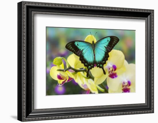 Sea Green Swallowtail Butterfly, Papilio Lorquinianus-Darrell Gulin-Framed Photographic Print