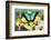 Sea Green Swallowtail Butterfly, Papilio Lorquinianus-Darrell Gulin-Framed Photographic Print