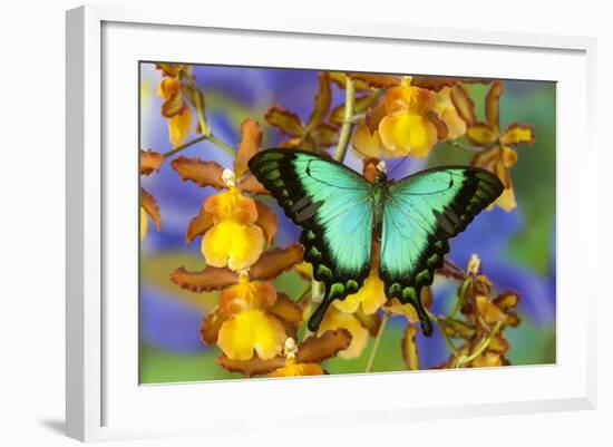 Sea Green Swallowtail Butterfly, Papilio-Darrell Gulin-Framed Photographic Print