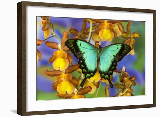 Sea Green Swallowtail Butterfly, Papilio-Darrell Gulin-Framed Photographic Print