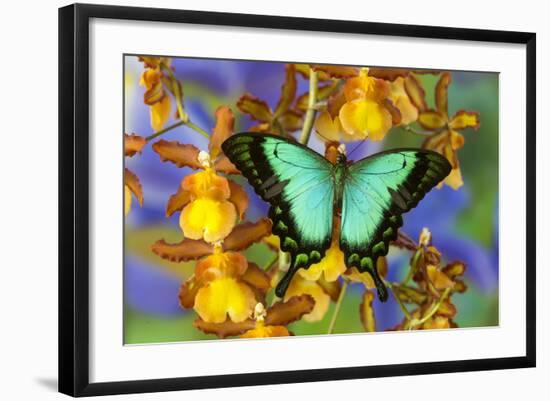 Sea Green Swallowtail Butterfly, Papilio-Darrell Gulin-Framed Photographic Print