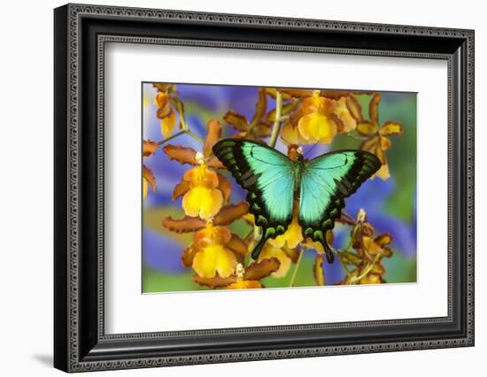 Sea Green Swallowtail Butterfly, Papilio-Darrell Gulin-Framed Photographic Print