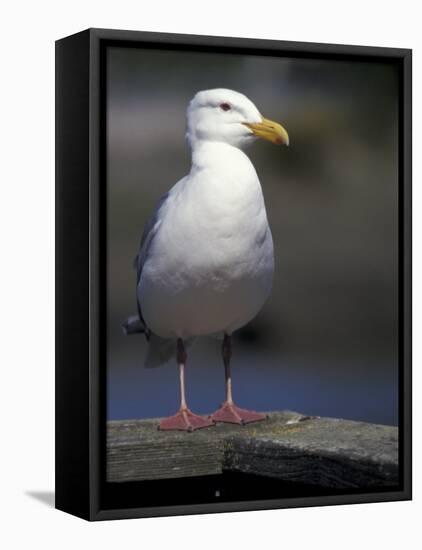 Sea Gull on Railing, La Conner, Washington, USA-Jamie & Judy Wild-Framed Premier Image Canvas