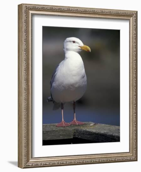 Sea Gull on Railing, La Conner, Washington, USA-Jamie & Judy Wild-Framed Photographic Print