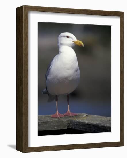 Sea Gull on Railing, La Conner, Washington, USA-Jamie & Judy Wild-Framed Photographic Print