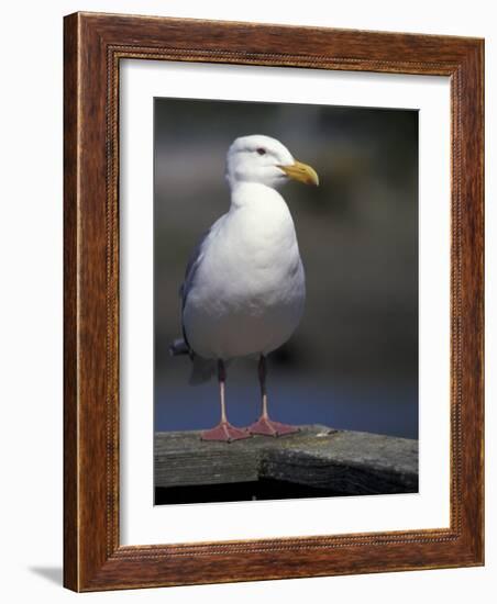 Sea Gull on Railing, La Conner, Washington, USA-Jamie & Judy Wild-Framed Photographic Print