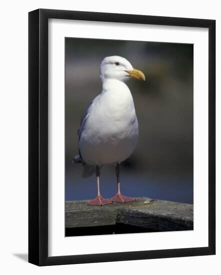 Sea Gull on Railing, La Conner, Washington, USA-Jamie & Judy Wild-Framed Photographic Print