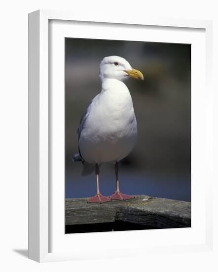 Sea Gull on Railing, La Conner, Washington, USA-Jamie & Judy Wild-Framed Photographic Print