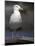 Sea Gull on Railing, La Conner, Washington, USA-Jamie & Judy Wild-Mounted Photographic Print