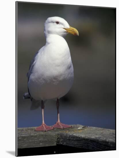 Sea Gull on Railing, La Conner, Washington, USA-Jamie & Judy Wild-Mounted Photographic Print