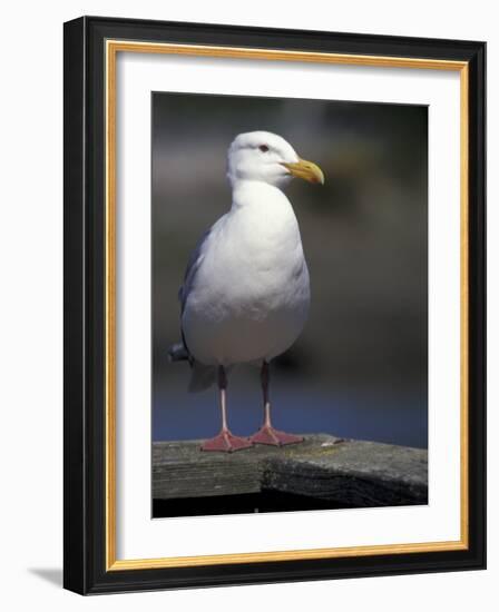 Sea Gull on Railing, La Conner, Washington, USA-Jamie & Judy Wild-Framed Photographic Print