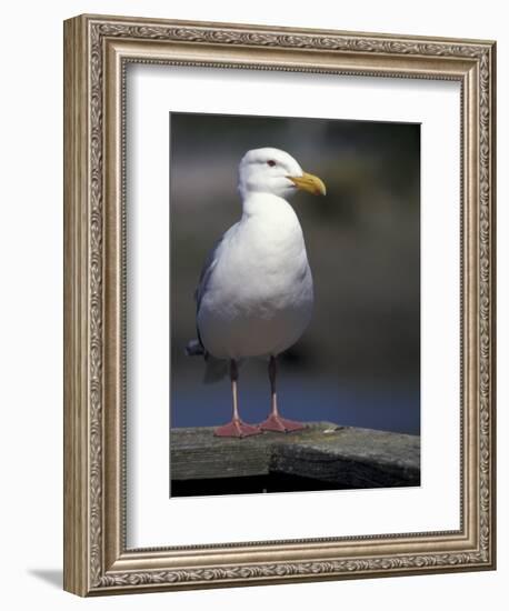 Sea Gull on Railing, La Conner, Washington, USA-Jamie & Judy Wild-Framed Photographic Print