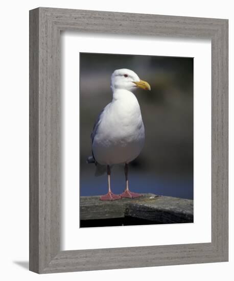 Sea Gull on Railing, La Conner, Washington, USA-Jamie & Judy Wild-Framed Photographic Print