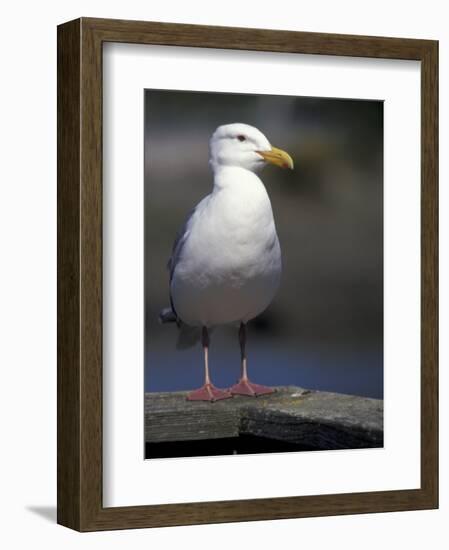 Sea Gull on Railing, La Conner, Washington, USA-Jamie & Judy Wild-Framed Photographic Print