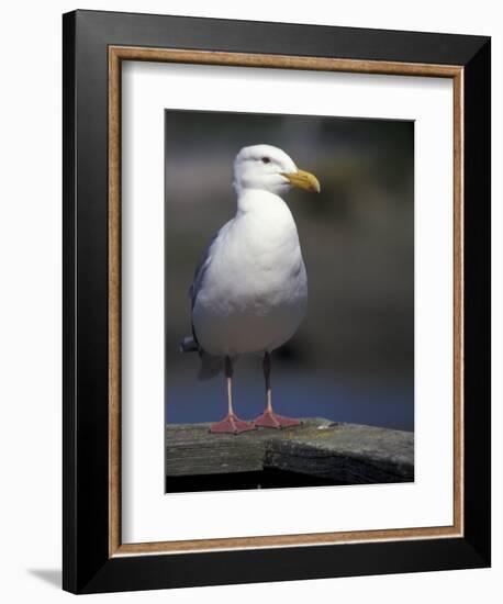 Sea Gull on Railing, La Conner, Washington, USA-Jamie & Judy Wild-Framed Photographic Print