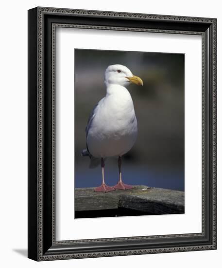 Sea Gull on Railing, La Conner, Washington, USA-Jamie & Judy Wild-Framed Photographic Print