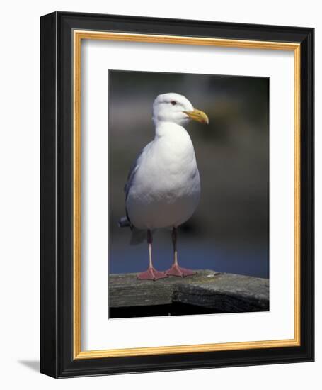 Sea Gull on Railing, La Conner, Washington, USA-Jamie & Judy Wild-Framed Photographic Print