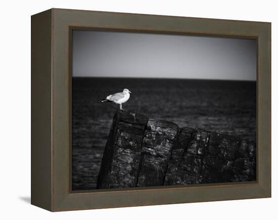 Sea Gull-John Gusky-Framed Premier Image Canvas