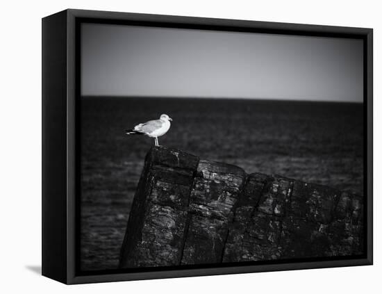 Sea Gull-John Gusky-Framed Premier Image Canvas