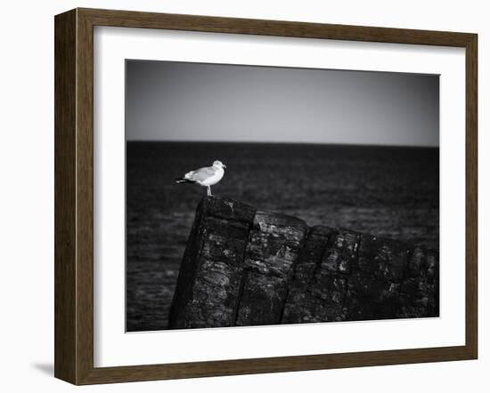 Sea Gull-John Gusky-Framed Photographic Print