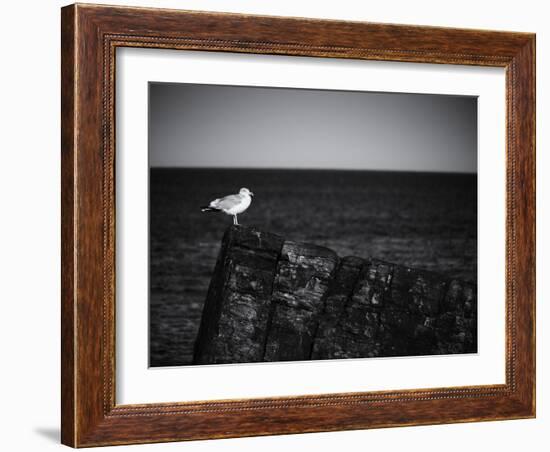 Sea Gull-John Gusky-Framed Photographic Print