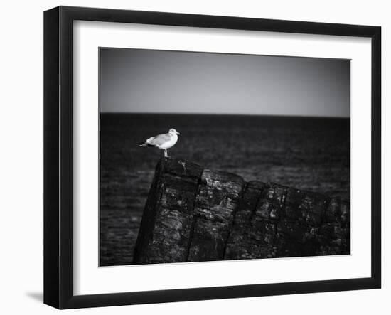 Sea Gull-John Gusky-Framed Photographic Print