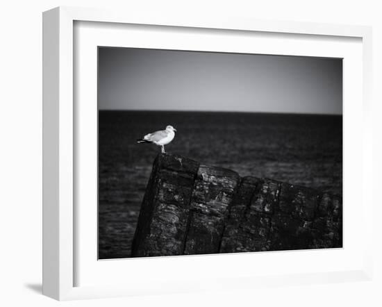 Sea Gull-John Gusky-Framed Photographic Print