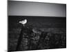 Sea Gull-John Gusky-Mounted Photographic Print