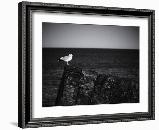 Sea Gull-John Gusky-Framed Photographic Print