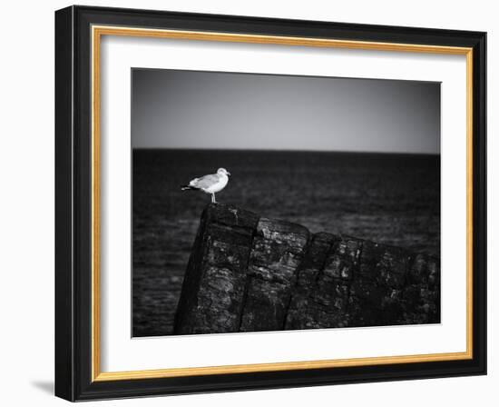 Sea Gull-John Gusky-Framed Photographic Print