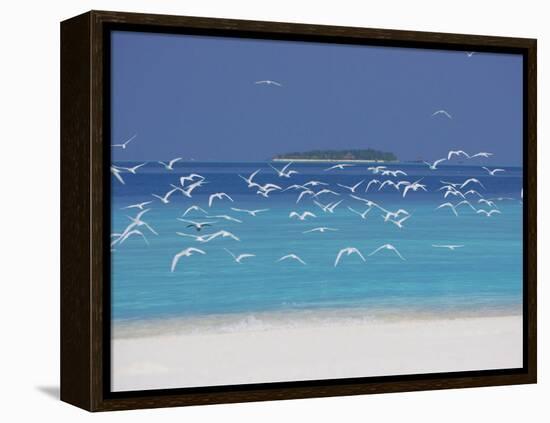 Sea Gulls and Resort, the Maldives, Indian Ocean-Sakis Papadopoulos-Framed Premier Image Canvas