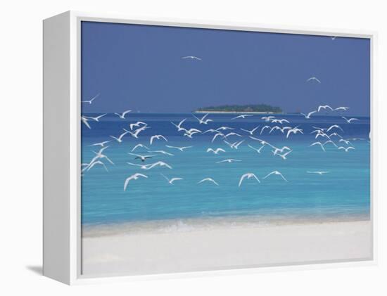 Sea Gulls and Resort, the Maldives, Indian Ocean-Sakis Papadopoulos-Framed Premier Image Canvas